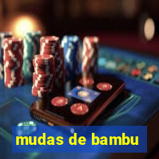 mudas de bambu